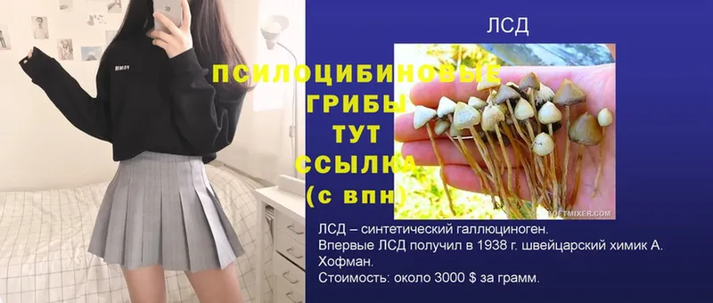 где купить   Барабинск  Галлюциногенные грибы Psilocybe 